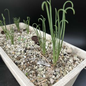 多肉植物,観葉植物,珍奇植物,ケープバルブ,ビザールプランツの画像