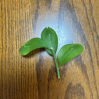 アマドコロの画像