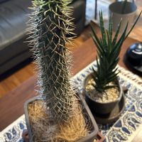 パキポディウム・ラメリー,サンセベリア　フランシシー,塊根植物,キョウチクトウ科,夢叶棒の画像