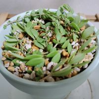 蔓万年草,多肉植物,葉挿し,初心者,ベランダの画像