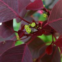 ユーフォルビア属,ユーフォルビア ダイヤモンドスター,ユーフォルビア ダイヤモンドスター,ユーフォルビア チョコリーフ,ユーフォルビア チョコリーフの画像