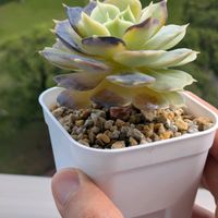 ローラ,アフィニス,ブラックサバス,アガボイデス ミランダ,葉挿しの画像