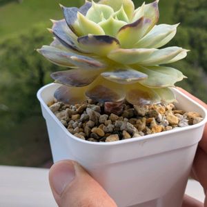 ローラ,アフィニス,ブラックサバス,アガボイデス ミランダ,葉挿しの画像