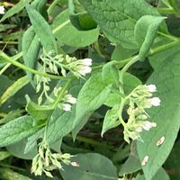 コンフリーの画像