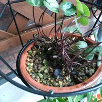 カンアオイ,カジカガエル？,山野草,地道投稿の画像