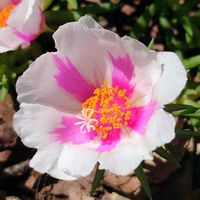 マツバボタンの画像