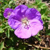 ゲラニウムの画像