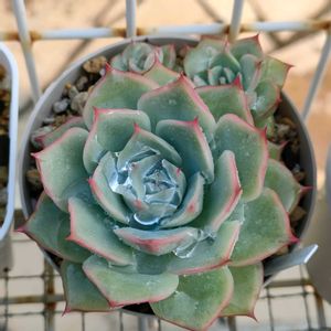 エケベリア,ヒューミリス,エケべリア ピンククリスタルローズ,多肉植物,エケベリア属の画像