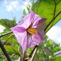 アサガオ,オクラ,キュウリ,ナス,ブラックベリーの画像