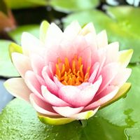 温帯スイレン,水生植物,花のある暮らし,緑のある暮らし,猛暑に負けないの画像