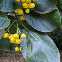 ハンカチノキ,ニホンハッカ,日本ハッカ,マルバチシャノキ,ハンカチノキの実の画像