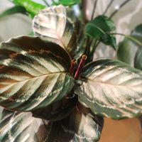 カラテア,観葉植物,熱帯植物,カラテア属,botanical lifeの画像