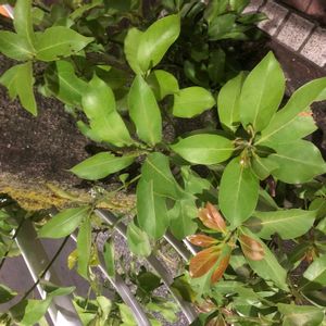 タブノキの画像