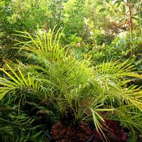 フェニックスロベレニー,シンノウヤシ,フェニックス,フェニックス ロベレニー,ロベの画像