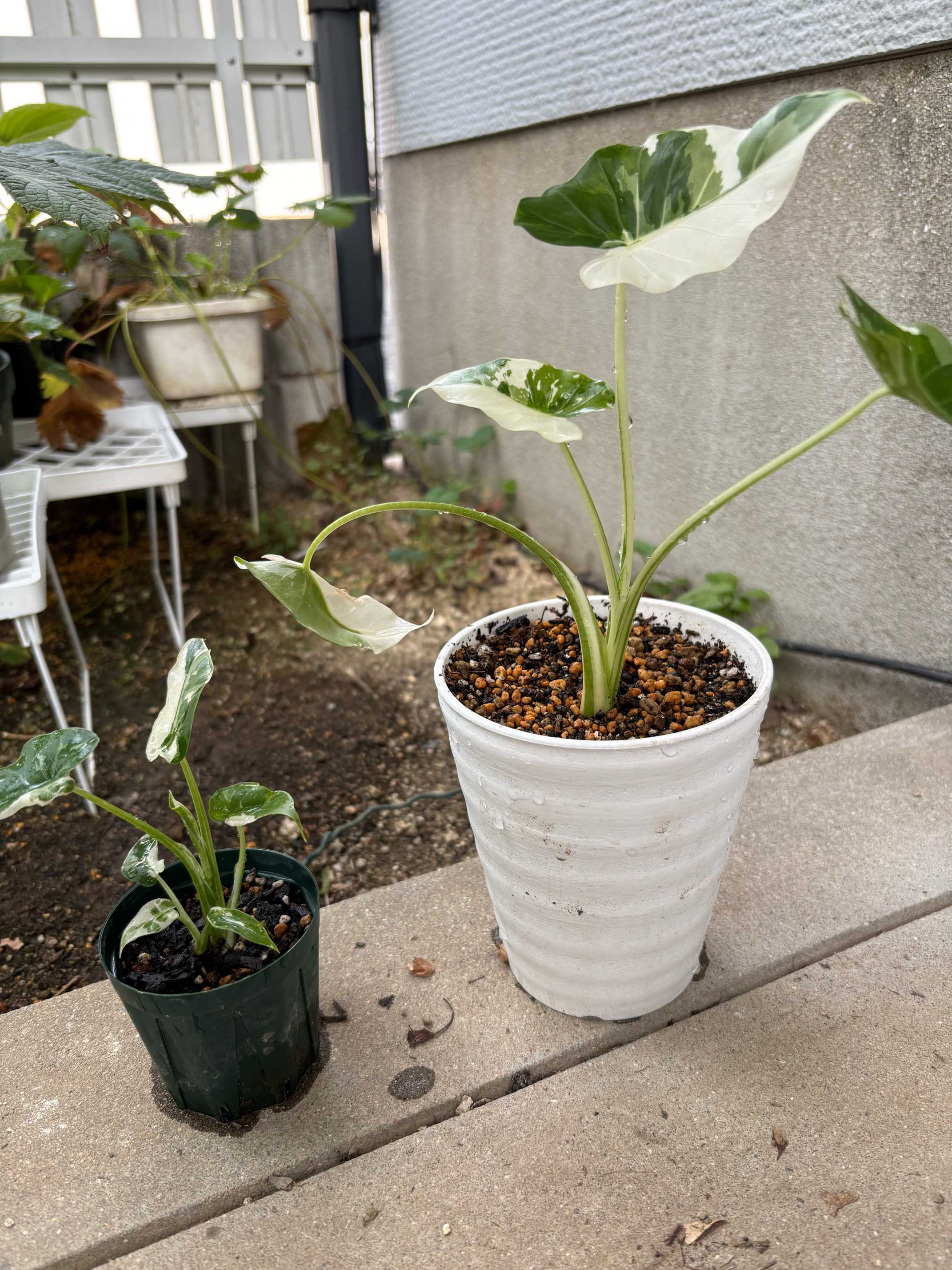 クワズイモ 斑入り オキナワシルバー 成長記録｜🍀GreenSnap（グリーン