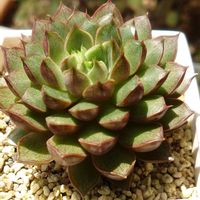 花うらら,大和姫,ヤマトヒメ,多肉植物,多肉初心者の画像