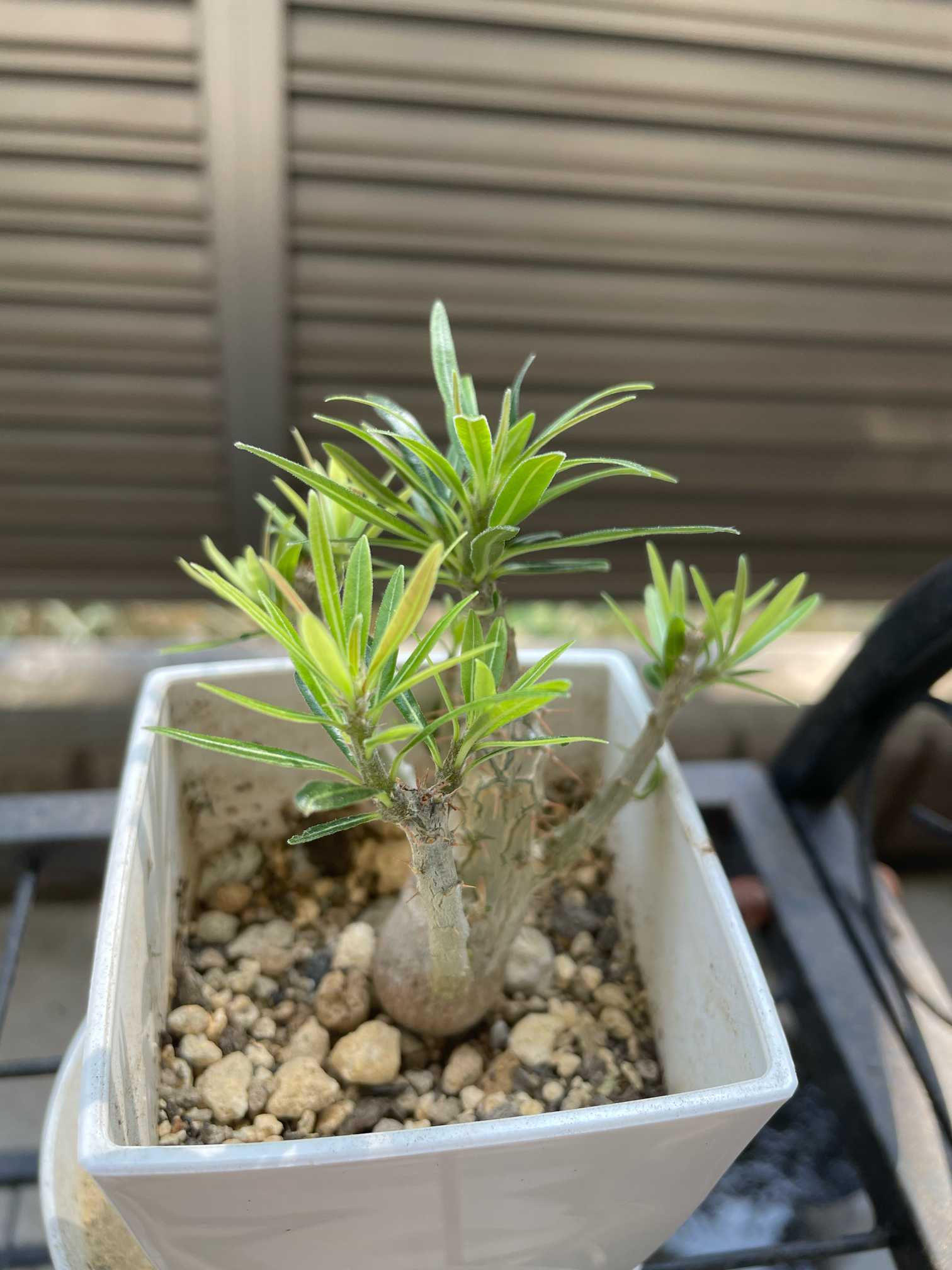 パキポディウム•グラキリス｜🍀GreenSnap（グリーンスナップ）