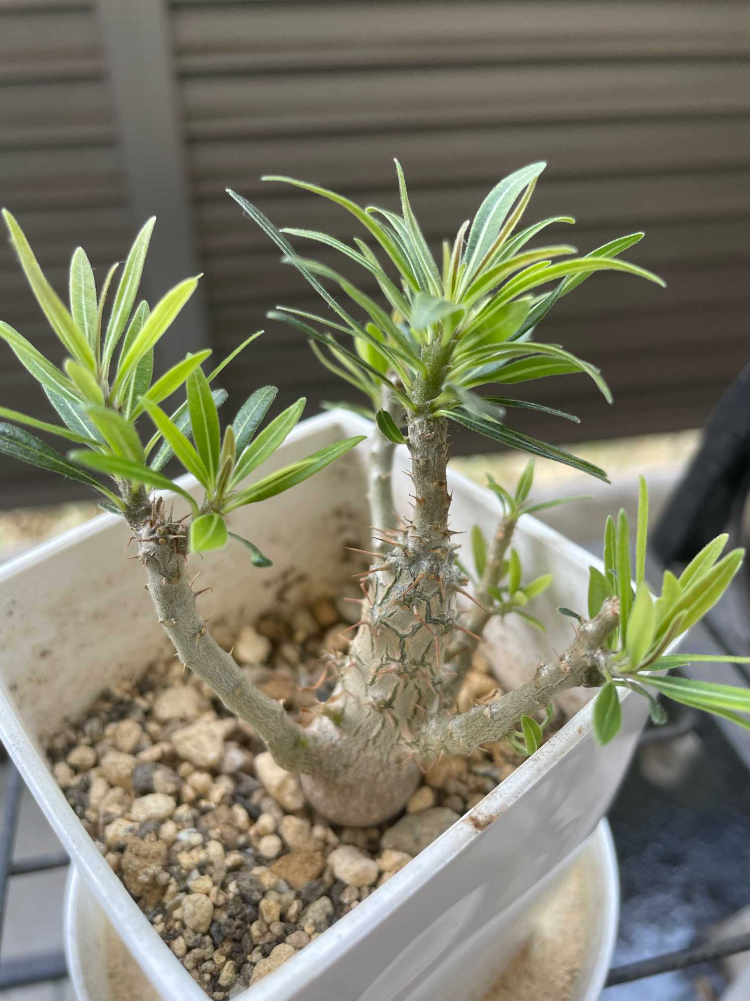 パキポディウム•グラキリス｜🍀GreenSnap（グリーンスナップ）