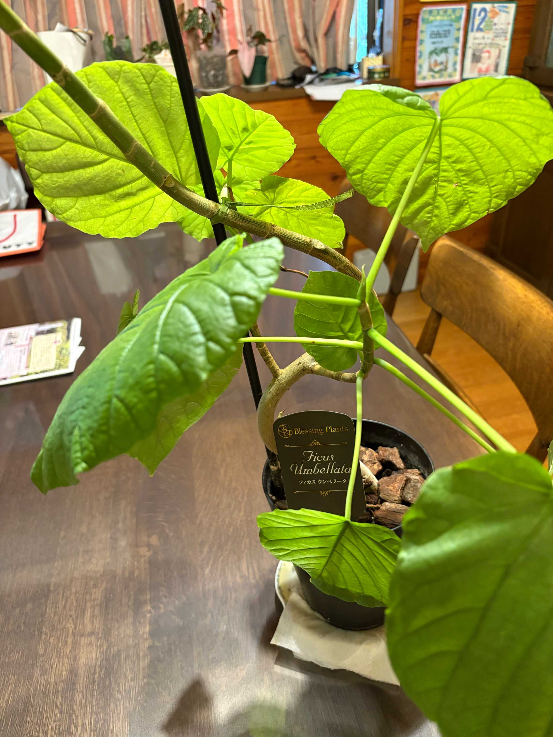 曲がりウンベラータの再生と葉挿し｜🍀GreenSnap（グリーン