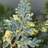 セラギネラ,セラギネラ ウィルデノウィー,セラギネラ ウィルデノウィー 斑入り,観葉植物,シダ植物の画像