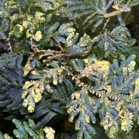 セラギネラ,セラギネラ ウィルデノウィー,セラギネラ ウィルデノウィー 斑入り,観葉植物,シダ植物の画像