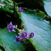 イワタバコ,クサアジサイ,ネコハギ,ハシカグサ,ロベリアソウの画像