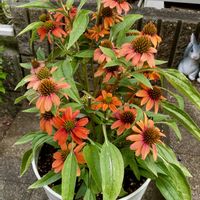 エキナセア,エキナセア  アルチザン ソフトオレンジ,ガーデニング,ハルのエキナセア,小さな庭の画像