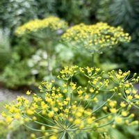 スペアミント,バジル,ペパーミント,ディル,カラミンサの画像