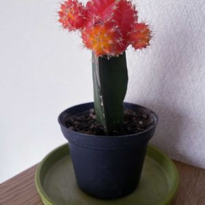 サボテン,ヒボタン,iPhone撮影,緋牡丹友の会,階段/廊下の画像