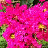 サルスベリ,百日紅（サルスベリ),so・raの小さな物語,たぬき桜の画像