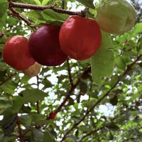 アセロラの画像