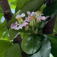 アセロラの画像