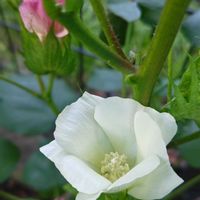 ワタ,ワタの実,白い花,今日のお花,いつもの公園の画像
