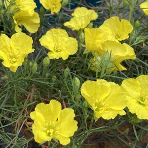 カリロファス サニーチャープ,多年草,ハンギングバスケット,熊本,熊本からの画像