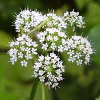セリ,山野草,自生,高尾山,山野草大好きの画像