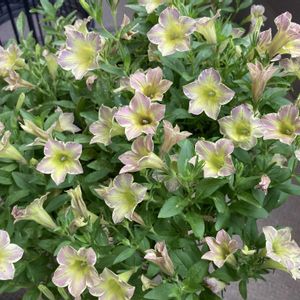 サフィニア,サフィニアアート,サフィニアアート　とらネコ,iPhone撮影,黄色の花の画像