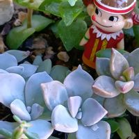 玉つづり,星の王子,多肉植物,GSのみなさんに感謝♡,GSの繋がりに感謝♡の画像