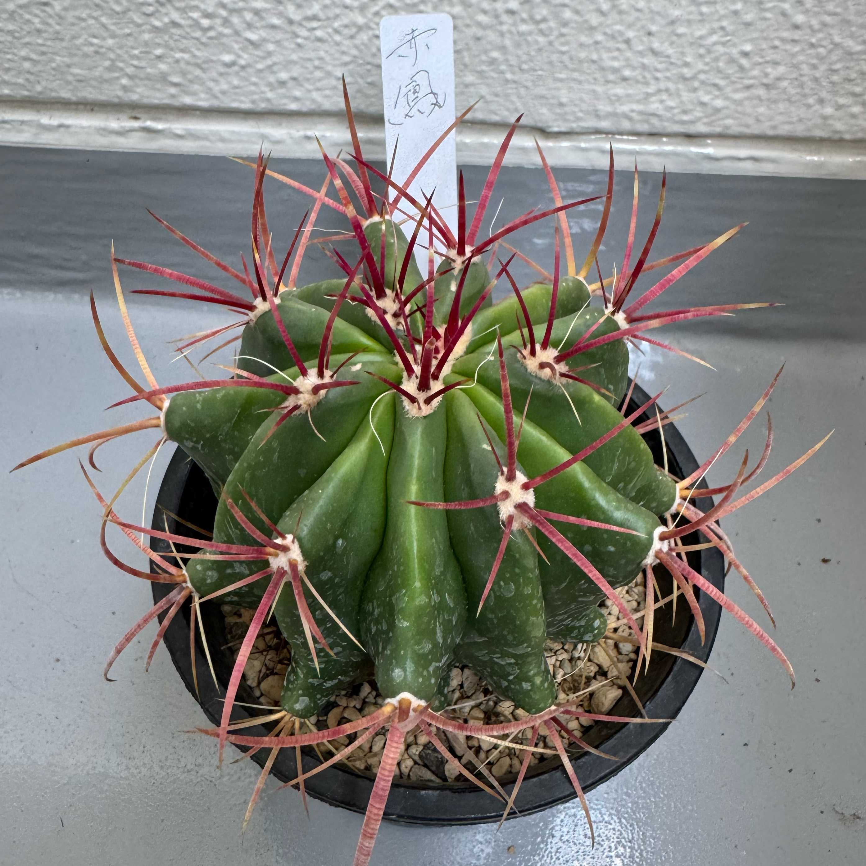 赤鳳 フェロカクタス：赤鳳 8号鉢植え の通販 | 園芸ネット