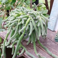 サボテン,白檀,サボテン ビャクダン,鉢植え,花のある暮らしの画像