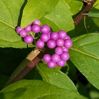 コムラサキ,紫色,夏休み,ありがとう❤️,今日のお花の画像