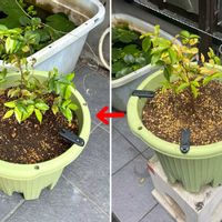 ジャボチカバの画像