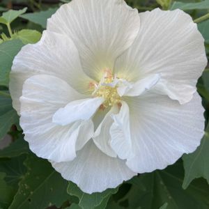 スイフヨウ,スイフヨウ,フヨウ,フヨウ,八重咲き酔芙蓉の画像
