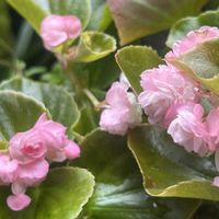 ホタルブクロ,ユーフォルビアダイヤモンドスター,八重ベゴニア,小さな花壇,ペチュニアジュリエットの画像