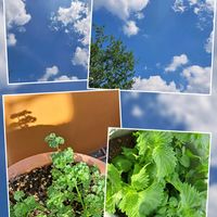 パセリ,パセリ,しそ,青空,真夏の画像