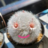 サボテン,高砂,マミラリア高砂,多毛高砂,ツルビニカルプス　ニコラエの画像