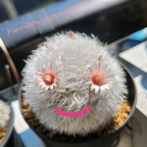サボテン,高砂,マミラリア高砂,多毛高砂,ツルビニカルプス　ニコラエの画像