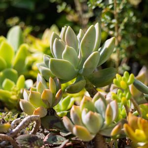 多肉植物,植中毒,多肉地植え,ミラーレス一眼,庭の画像