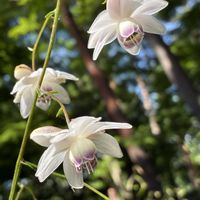 クリンソウ,シュウカイドウ,レンゲショウマ,お出かけ先の画像