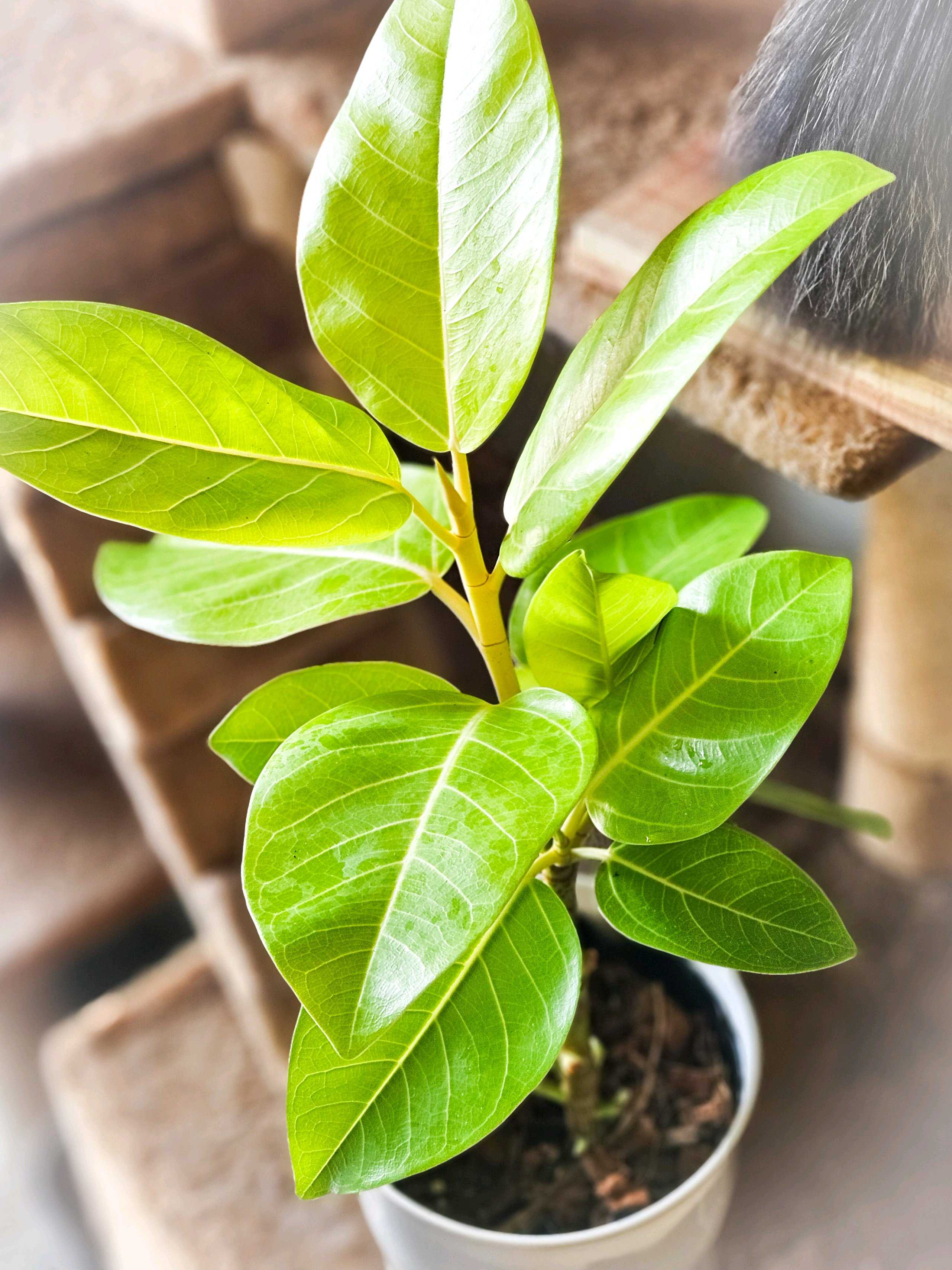 フィカス アルテシマ ゴールドの一覧｜🍀GreenSnap（グリーン
