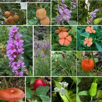 アザミ,マムシグサ,ミソハギ,レンゲショウマ,レンゲショウマの画像